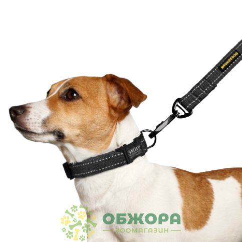 Bronzedog Сotton_2