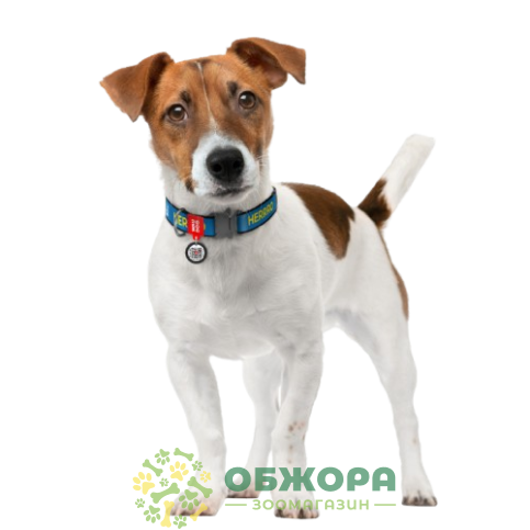 Collar WauDog by Patron_7