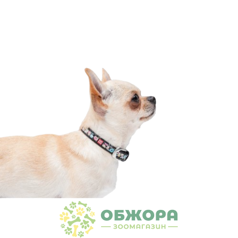 Collar WauDog Design_8