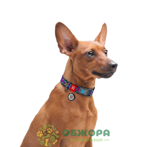 Collar WauDog Nylon_7