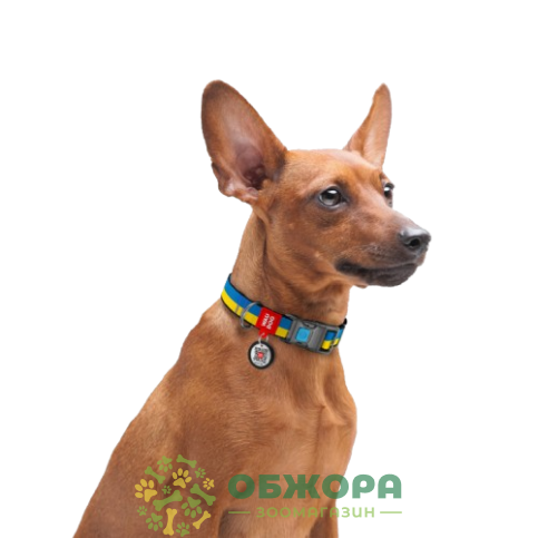 Collar WauDog Nylon_7