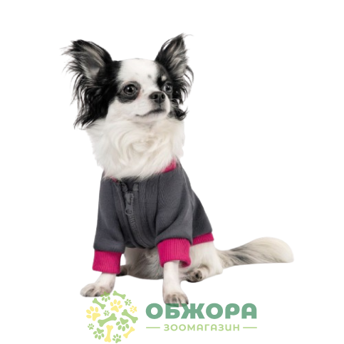 Pet Fashion Bim_1