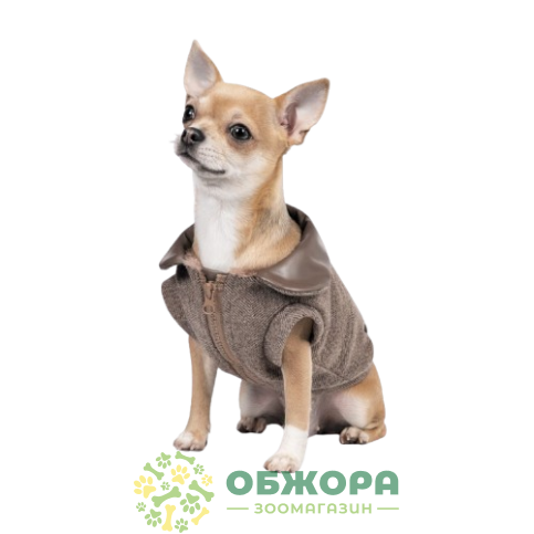 Pet Fashion Harry_1