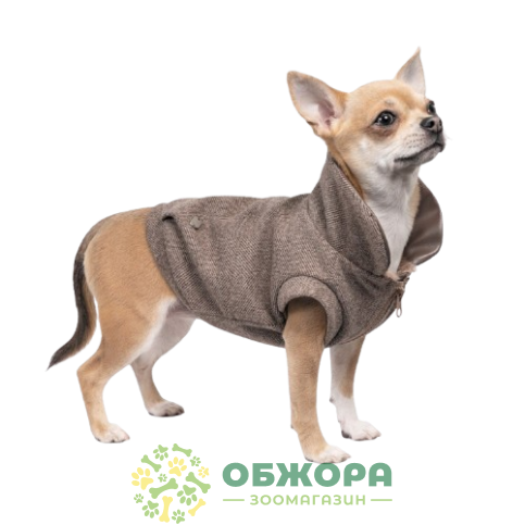 Pet Fashion Harry_2