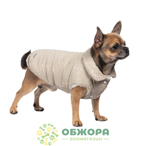 Pet Fashion Lucky_2