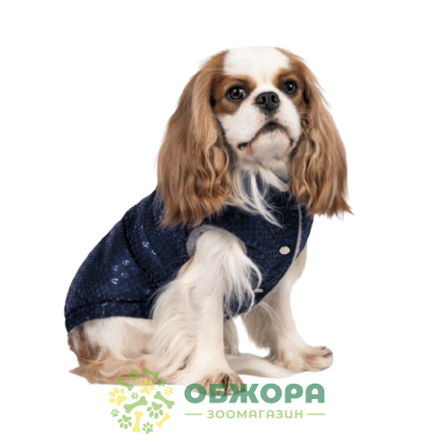 Pet Fashion Lucky_1