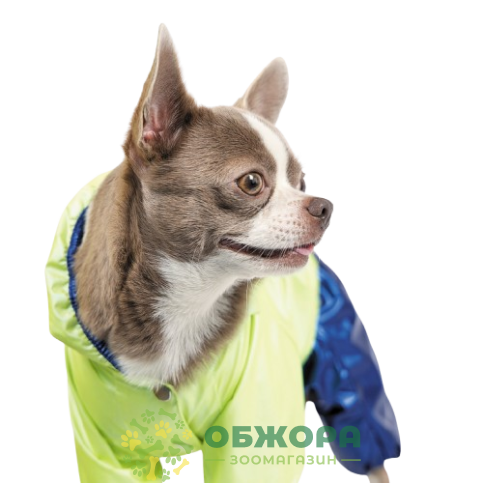 Pet Fashion Pulse_3