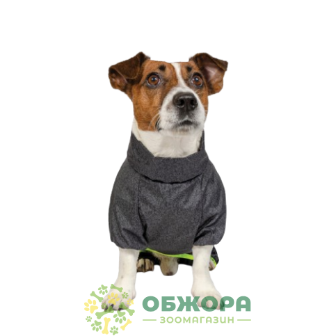 Pet Fashion Rain_1