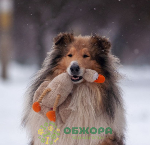 Collar GiGwi утка для собак, с пищалкой_2