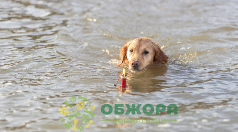 Trixie 33456 буй для собак, для лакомства_3