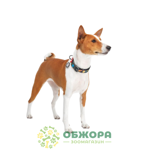 Collar WauDog Nylon_6