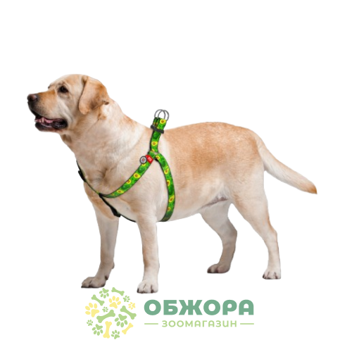 Collar WauDog Nylon_4