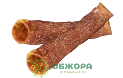 Аорта Яловича