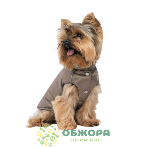 Pet Fashion Hardy_1