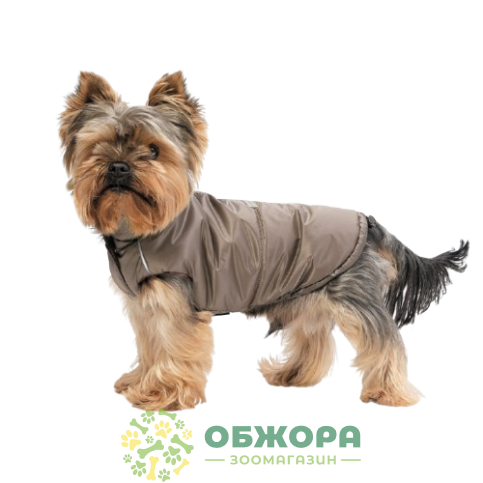 Pet Fashion Hardy_2