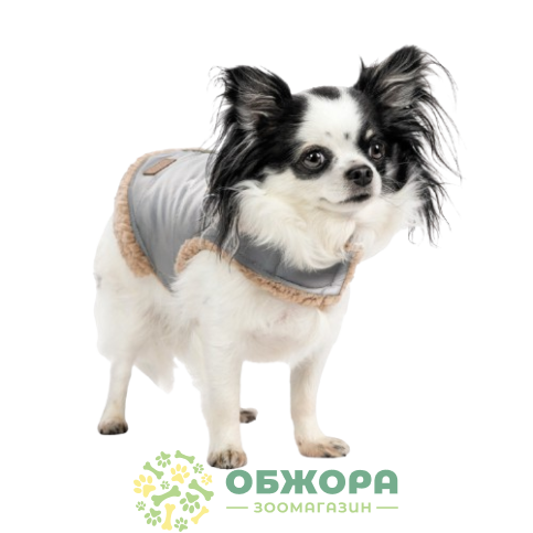 Pet Fashion Rob_1
