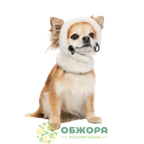 Pet Fashion Teddy_1