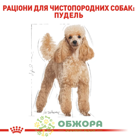 Royal Canin Poodle сухой корм для собак породы пудель_1