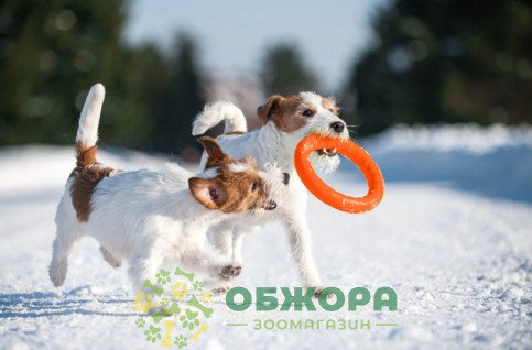 Collar PitchDog кільце для собак, помаранчеве_2