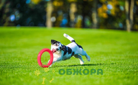 Collar PitchDog кольцо для собак, розовое_2