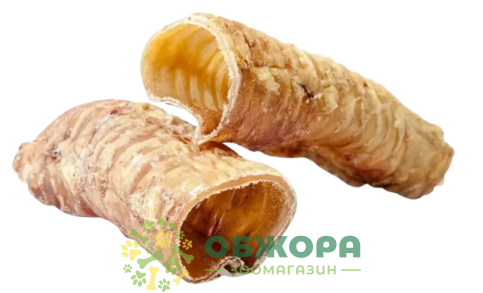 Трахея Яловича
