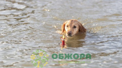 Trixie 33456 буй для собак, для ласощів_3