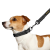 Bronzedog Сotton_2