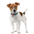 Collar WauDog by Patron_7