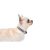 Collar WauDog Design_8