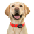 Collar WauDog Device GPS-трекер_4
