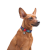 Collar WauDog Nylon_7