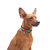 Collar WauDog Nylon_7