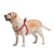 Collar WauDog Nylon_4