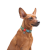 Collar WauDog Re-cotton_6