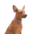 Collar WauDog Re-cotton_6