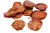 Семеники Бычьи_1