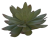 AquaDella