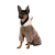 Pet Fashion Alf_1