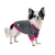 Pet Fashion Bim_2