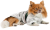 Pet Fashion Bony куртка для собак, бело-зеленая_2