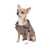 Pet Fashion Harry_1