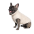 Pet Fashion Lucky_1