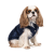 Pet Fashion Lucky_1