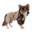 Pet Fashion Mustang_1
