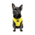 Pet Fashion Puppy_2