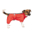 Pet Fashion RAIN_1