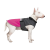 Pet Fashion Roy_2