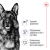 Royal Canin Maxi сухой корм для собак больших пород_2