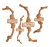Canophera_1