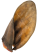 Ухо Говяжье